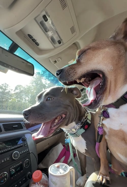 BANKS - American Pit Bull Terrier available for adoption