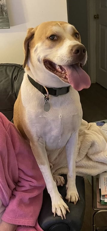 Milo Image