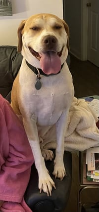 Milo - Photo 2