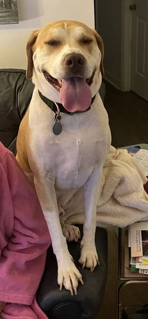 MILO - Hound available for adoption