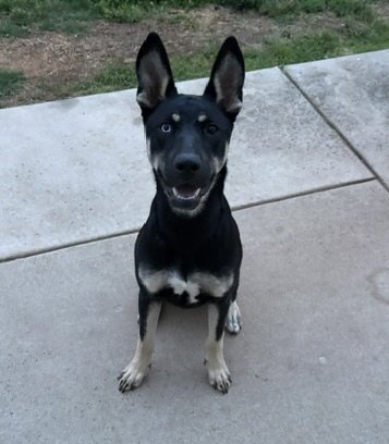 KIRA - German Shepherd Dog / Husky available for adoption