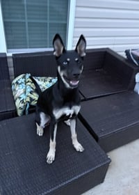 Kira - Photo 3