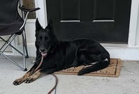 Layla - Photo 2