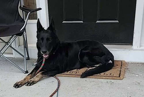 LAYLA - German Shepherd Dog available for adoption