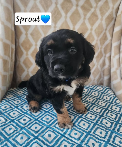 SPROUT - BL