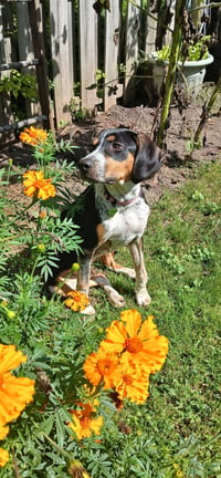 Mable - BO - Photo 2