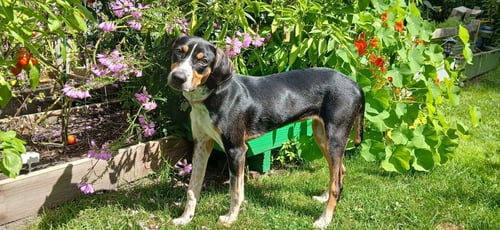 MABLE - BO - Hound for adoption in Ann Arbor