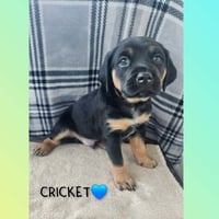 Cricket - BL - Photo 2