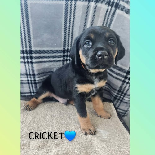 CRICKET - BL - Coonhound available for adoption