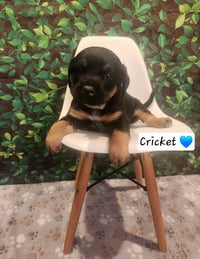 Cricket - BL - Photo 3