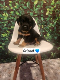 Cricket - BL - Photo 4