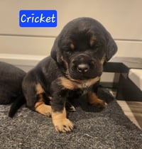 Cricket - BL - Photo 5