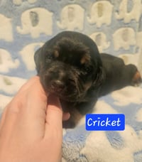 Cricket - BL - Photo 6