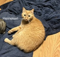Heineken - AK - Photo 3