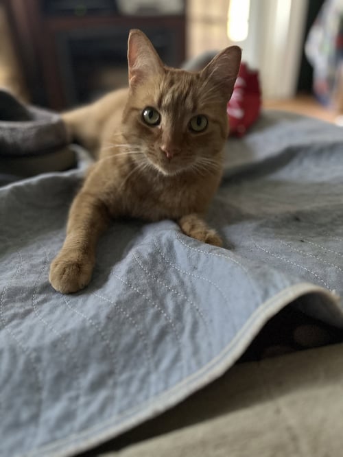HEINEKEN - AK - Domestic Short Hair for adoption in Ann Arbor