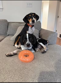 Buddy - BO - Photo 4