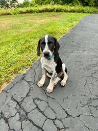 Buddy - BO - Photo 2