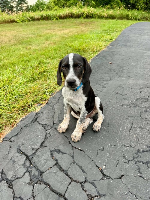 BUDDY - BO - Hound available for adoption