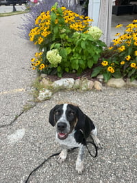 Buddy - BO - Photo 3