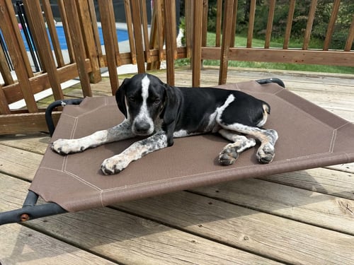 BUDDY - BO - Hound for adoption in Ann Arbor
