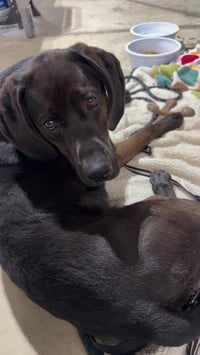 Winston - Photo 3