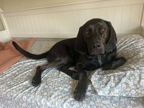 WINSTON - Hound for adoption in Ann Arbor