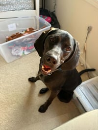 Winston - Photo 3