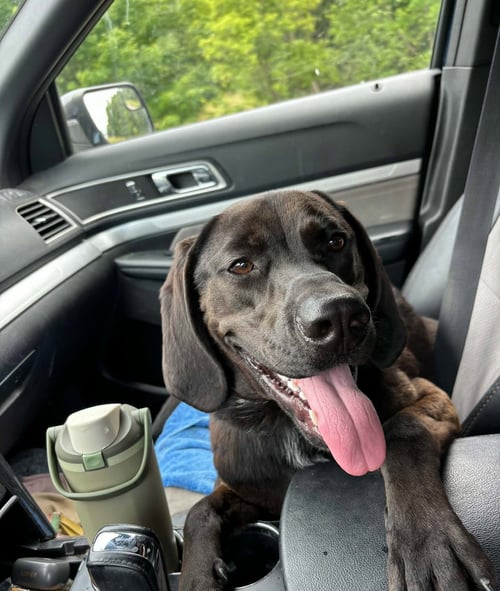 WINSTON - Hound available for adoption