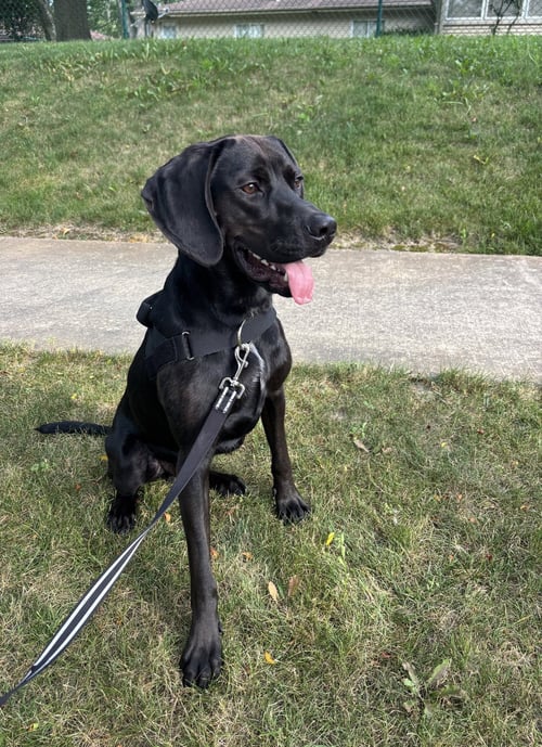 WINSTON - Hound for adoption in Ann Arbor