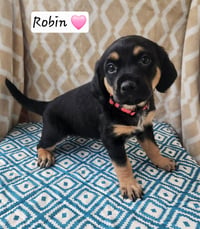 Robin BL - Photo 1