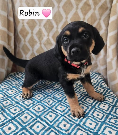 ROBIN BL - Coonhound available for adoption