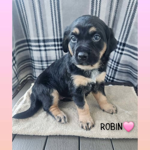 ROBIN BL - Coonhound available for adoption