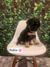 Robin BL - Photo 3