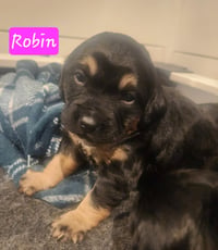 Robin BL - Photo 4