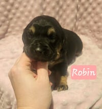 Robin BL - Photo 5