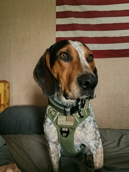 MACK - Bluetick Coonhound for adoption in Ann Arbor