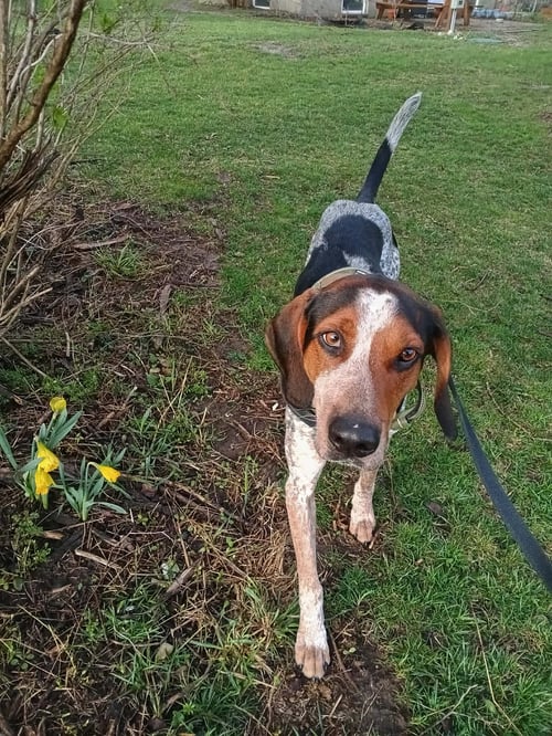 MACK - Bluetick Coonhound available for adoption