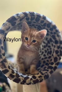 Waylon BM - Photo 2