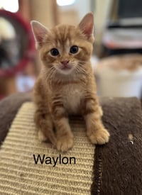 Waylon BM - Photo 3