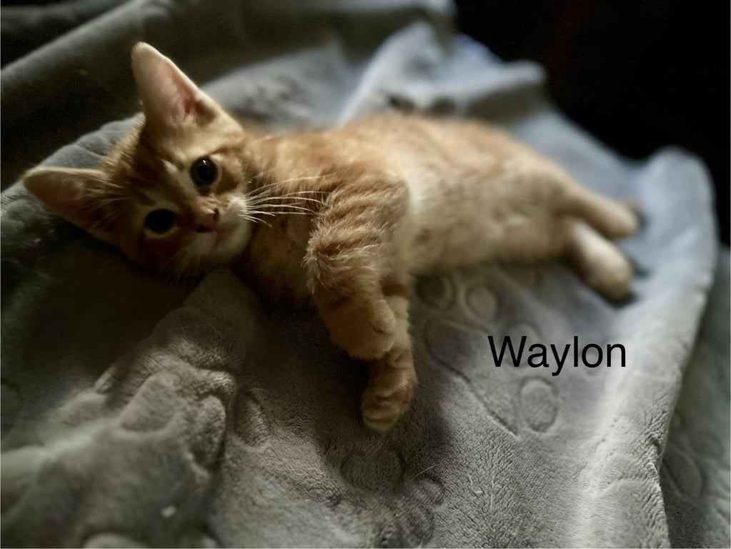 Waylon BM Image