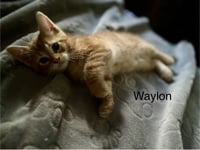 Waylon BM - Photo 1