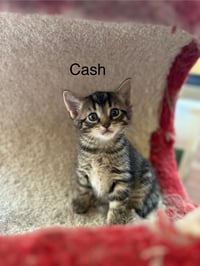 Cash BM - Photo 3