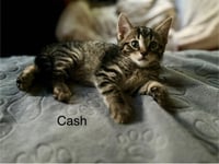 Cash BM - Photo 1
