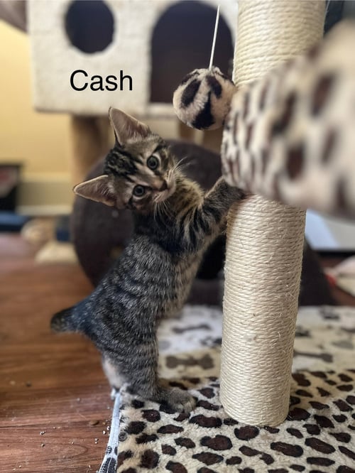 CASH BM - Domestic Short Hair available for adoption