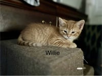 Willie BM - Photo 1