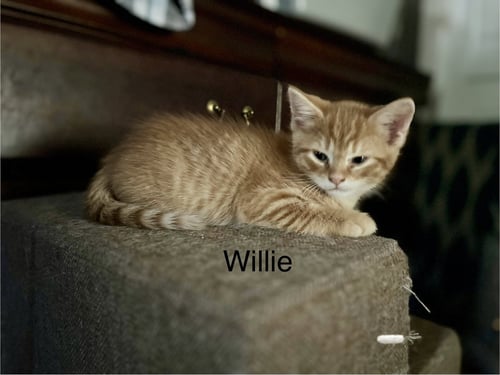 WILLIE BM - Domestic Short Hair for adoption in Ann Arbor