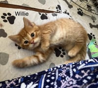 Willie BM - Photo 3