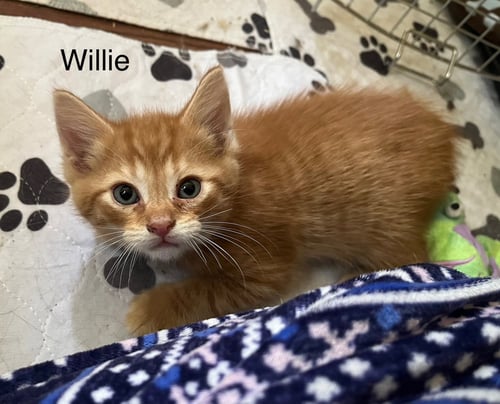 WILLIE BM - Domestic Short Hair available for adoption