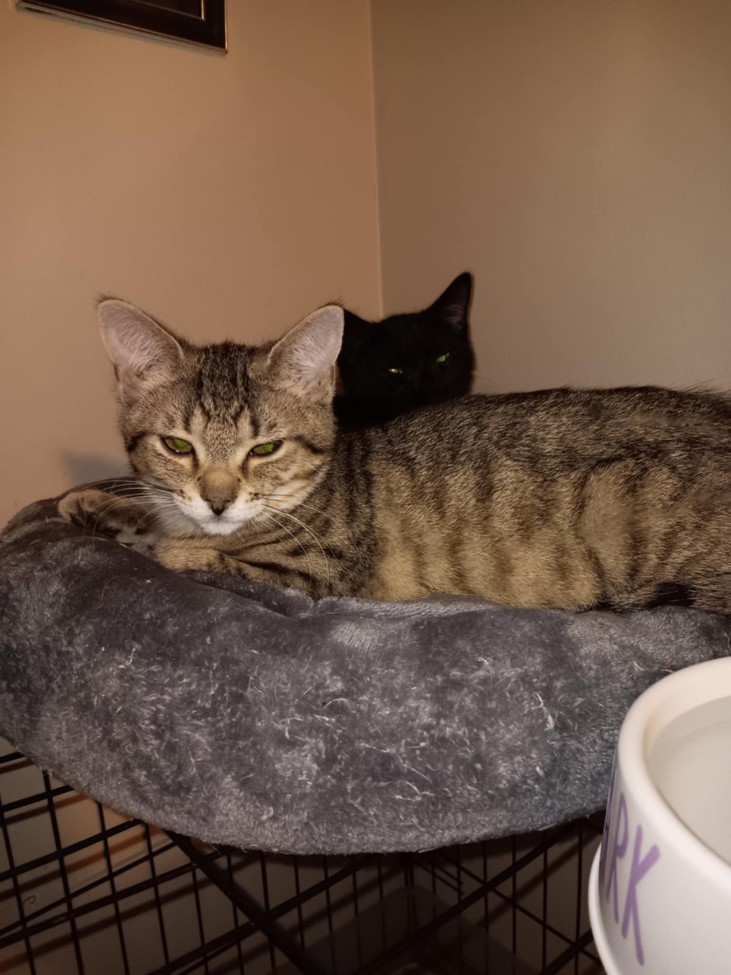 TIGER LILLY BI - Domestic Short Hair available for adoption