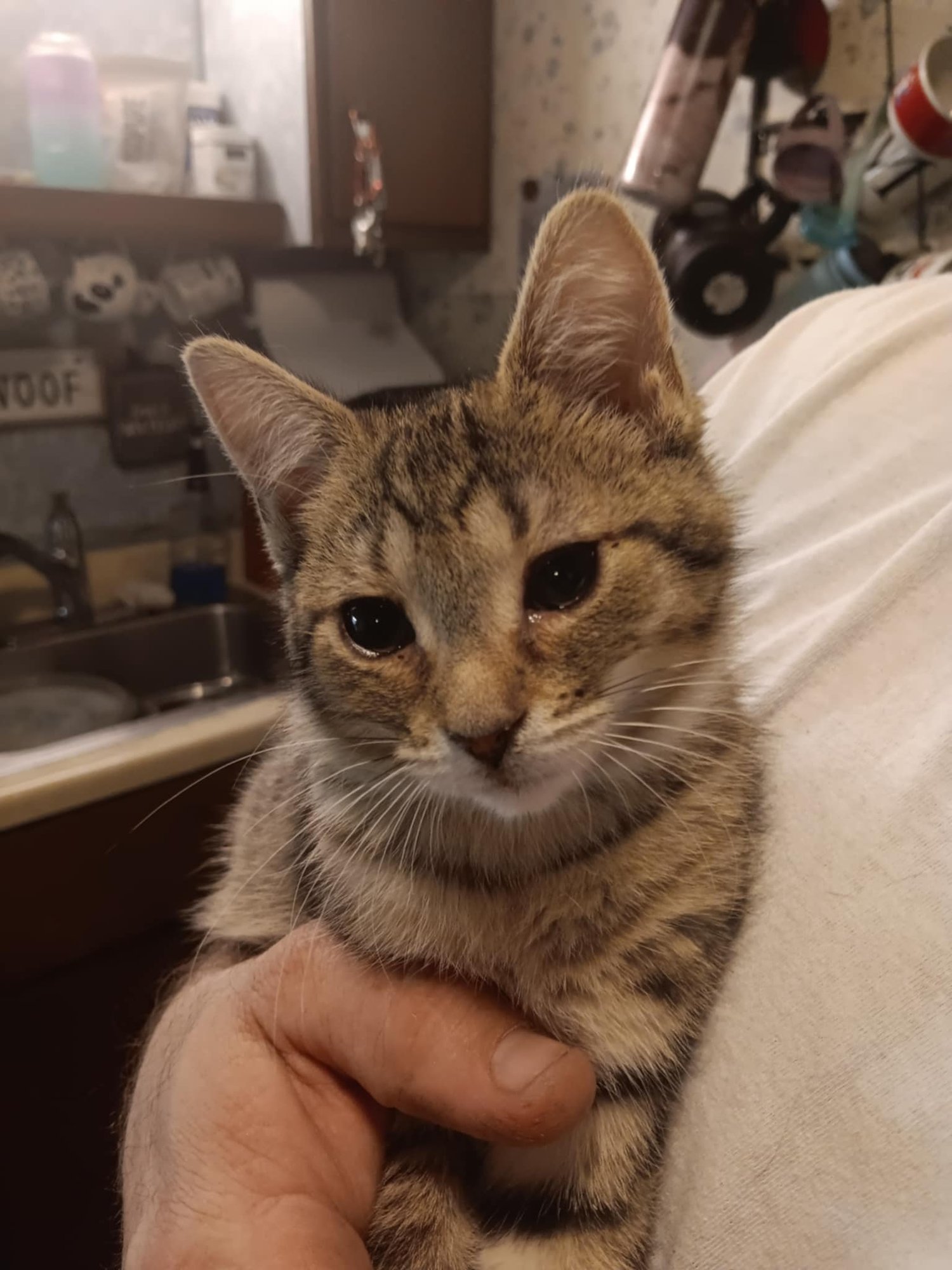 TIGER LILLY BI - Domestic Short Hair available for adoption